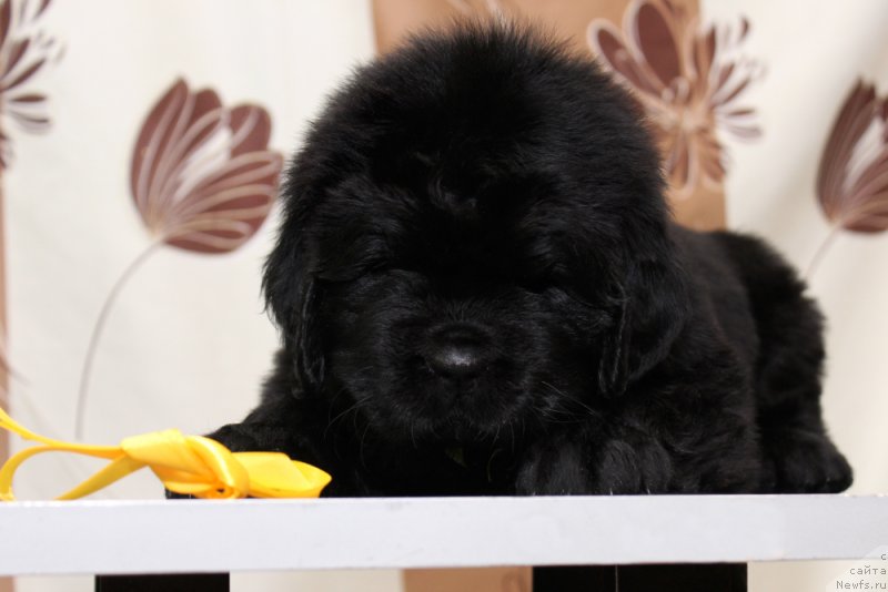 Фото: ньюфаундленд Okean Mechty Anabel (Океан Мечты Анабель)