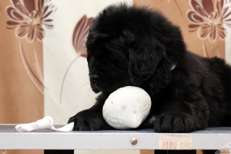 Фото: ньюфаундленд Okean Mechtyi Akva (Океан Мечты Аква)