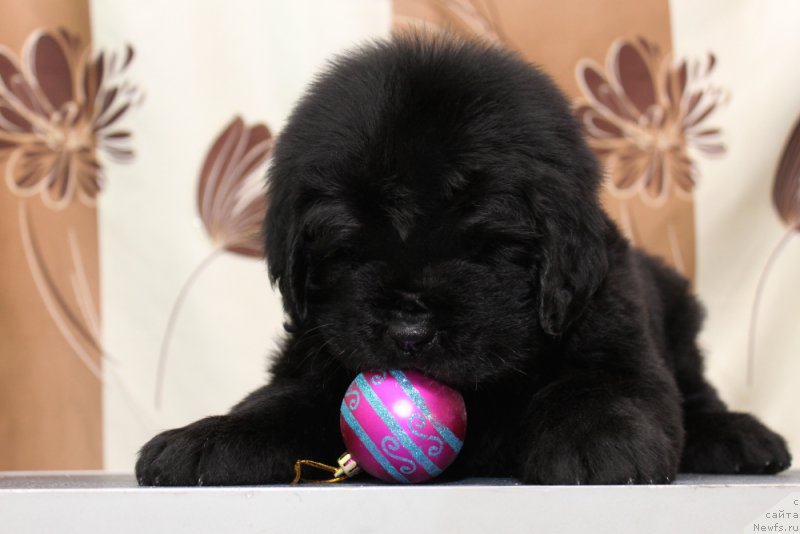 Фото: ньюфаундленд Okean Mechty Armina (Океан Мечты Армина)