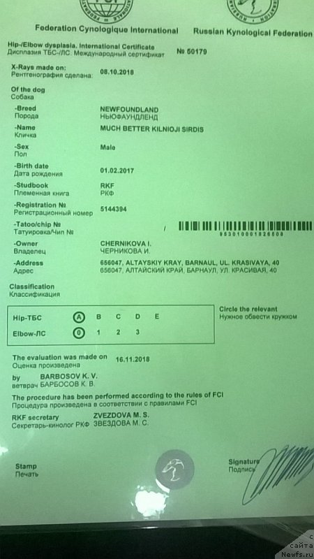 Фото: ньюфаундленд Much Better Kilnioji Sirdis