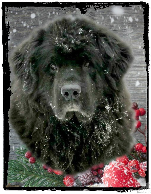 Фотография № 241085