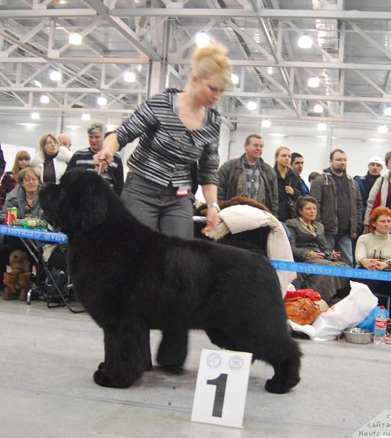 Фото: ньюфаундленд Poison or Honey King of Helluland