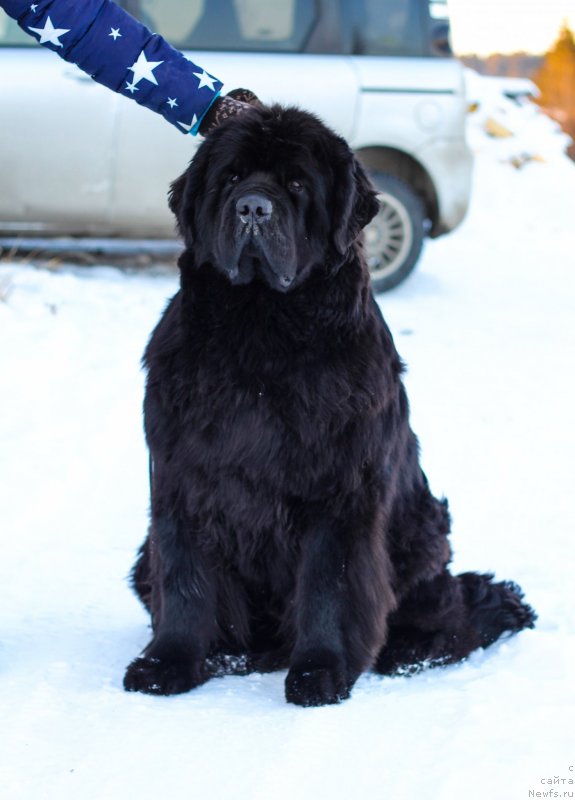 Фото: ньюфаундленд Obush Shed Deutschland (Обуш Шед Дойчленд)