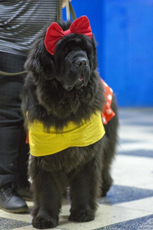 Фото: ньюфаундленд Obush Shed Destiny Shape (Обуш Шед Дестини Шейп)