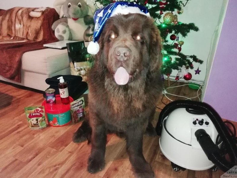 Фото: ньюфаундленд Obush Shed Inu No Kuma (Обуш Шед Ину Но Кума)