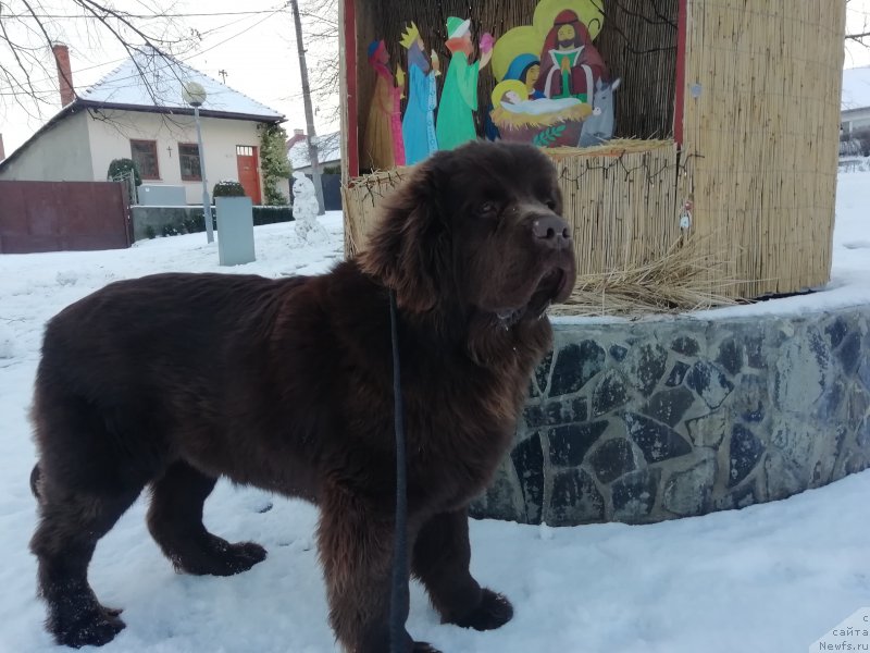 Фото: ньюфаундленд Obush Shed Inu No Kuma (Обуш Шед Ину Но Кума)