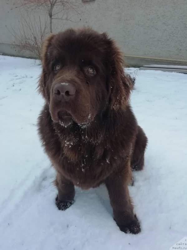 Фото: ньюфаундленд Obush Shed Inu No Kuma (Обуш Шед Ину Но Кума)