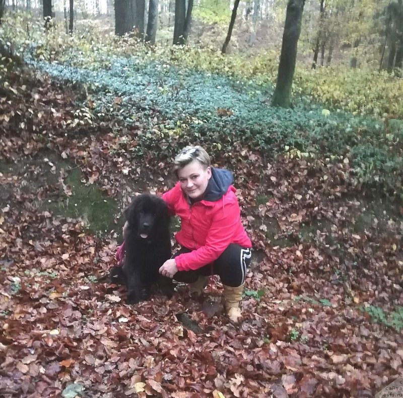 Фото: ньюфаундленд Obush Shed Innerste I Min Sjels (Обуш Шед Иннерсте И Мин Сйелс)