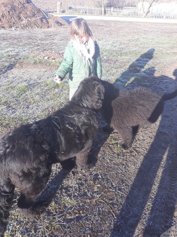 Фото: ньюфаундленд Obush Shed Indulgenza Plenaria (Обуш Шед Индульгенза Пленариа), ньюфаундленд Obush Shed Le Corbeau (Обуш Шед Ле Карбю)