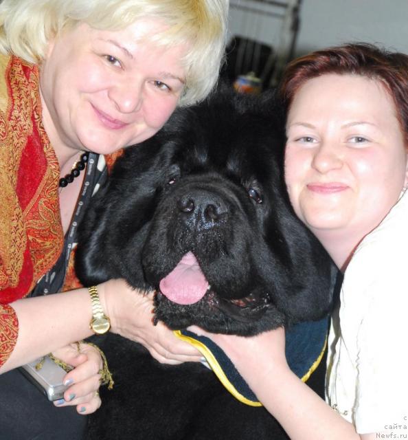 Фото: ньюфаундленд Poison or Honey King of Helluland, YEl'vira Sumina (Эльвира Сумина), Tat'yana Abutova (Татьяна Абутова)