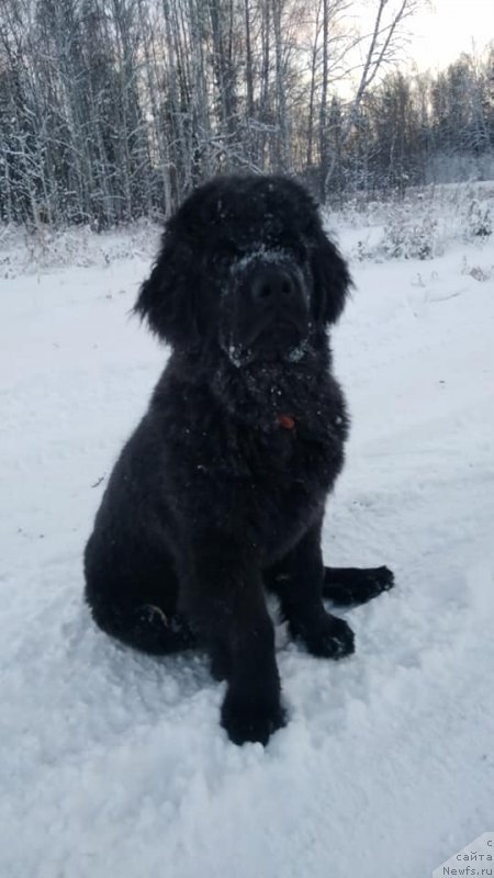 Фото: ньюфаундленд Obush Shed Lunnyy Shmel (Обуш Шед Лунный Шмель)