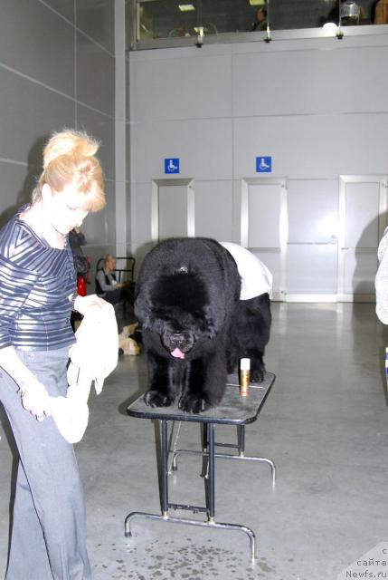 Фото: ньюфаундленд Poison or Honey King of Helluland