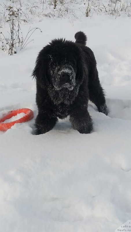 Фото: ньюфаундленд Obush Shed Lunnyy Shmel (Обуш Шед Лунный Шмель)