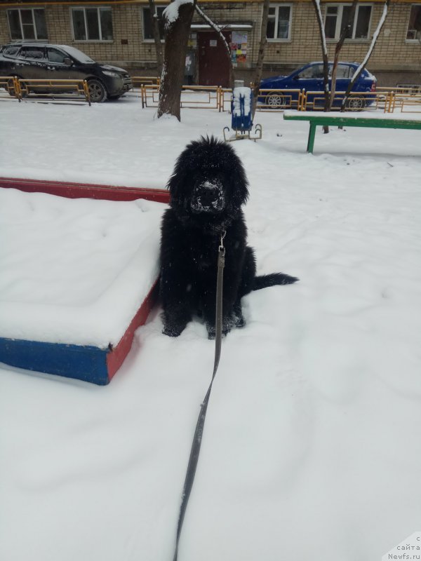 Фото: ньюфаундленд Obush Shed Lolly Bomb (Обуш Шед Лолли Бомб)