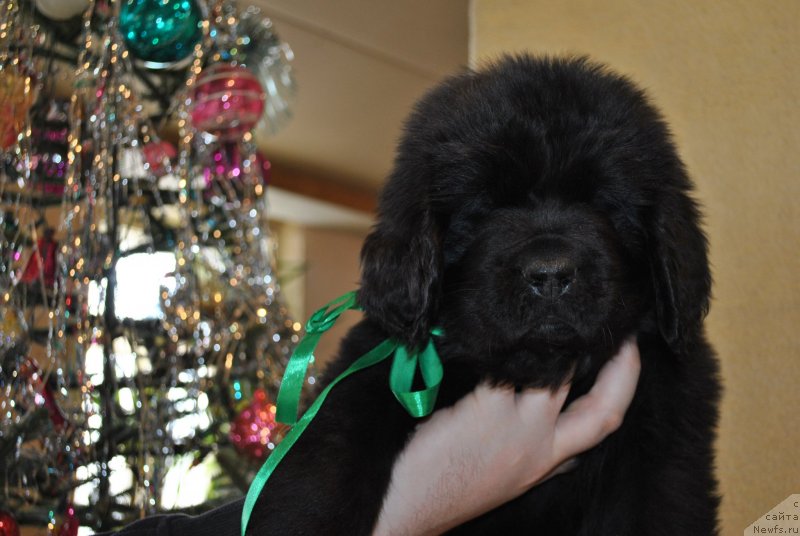 Фото: ньюфаундленд CHernyiy Balu Osval'd (Черный Балу Освальд)