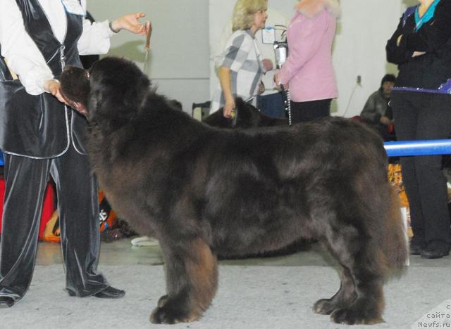 Фото: ньюфаундленд Super Premium Best Belzhen Regards (Супер Премиум Бест Бэлжен Ригардс)