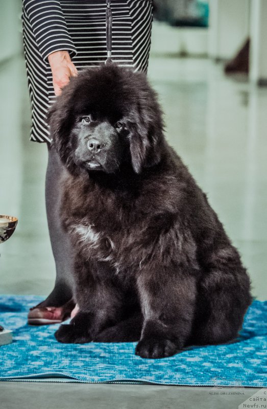 Фото: ньюфаундленд Obush Shed Love Me Tender (Обуш Шед Лав Ми Тендер)