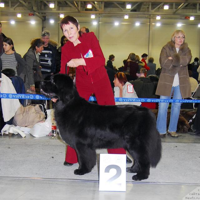 Фото: ньюфаундленд Black Diamond Agidel ot Potapa Patricia (Блэк Диамонд Агидель от Потапа Патриция)