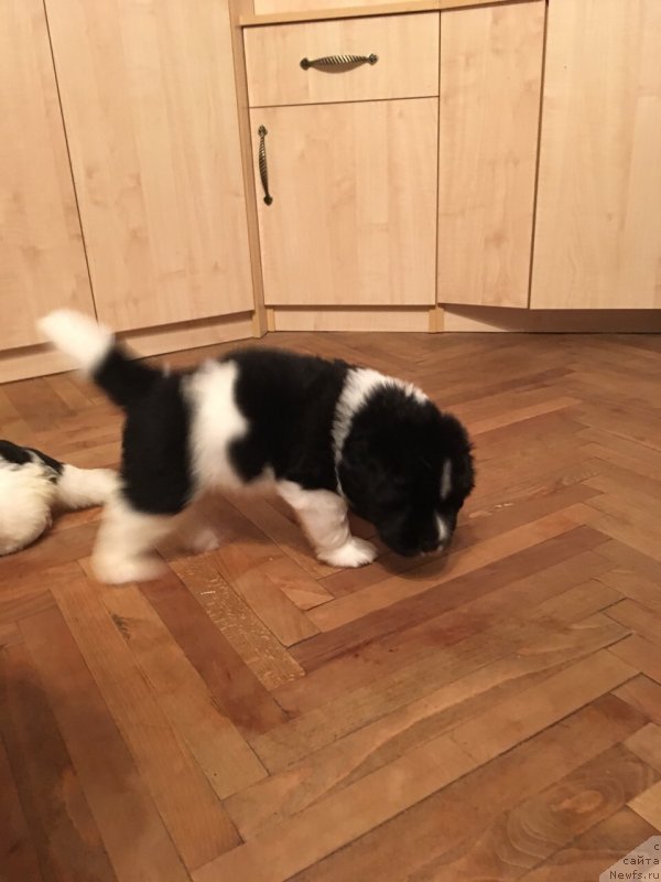 Фото: Щенок Амриты от Карельских медведей