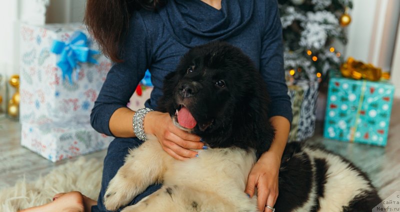 Фото: ньюфаундленд Obush Shed Koza-Dereza (Обуш Шед Коза-Дереза)