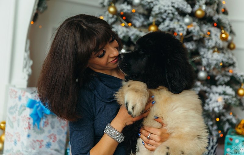 Фото: ньюфаундленд Obush Shed Koza-Dereza (Обуш Шед Коза-Дереза), Mariya Ermachkova (Мария Ермачкова)