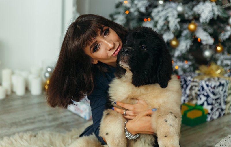 Фото: ньюфаундленд Obush Shed Koza-Dereza (Обуш Шед Коза-Дереза), Mariya Ermachkova (Мария Ермачкова)