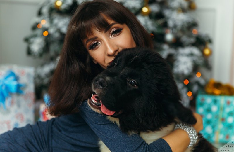Фото: ньюфаундленд Obush Shed Koza-Dereza (Обуш Шед Коза-Дереза), Mariya Ermachkova (Мария Ермачкова)