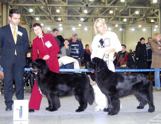 Фото: ньюфаундленд Black Diamond Agidel ot Potapa Patricia (Блэк Диамонд Агидель от Потапа Патриция), ньюфаундленд Djentli Bon iz Medvej'ego YAra (Джентли Бон из Медвежьего Яра)