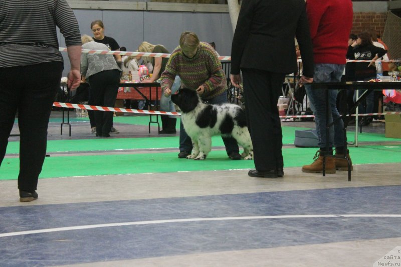 Фото: ньюфаундленд Obush Shed Kiseynaya Baryshnya (Обуш Шед Кисейная Барышня)