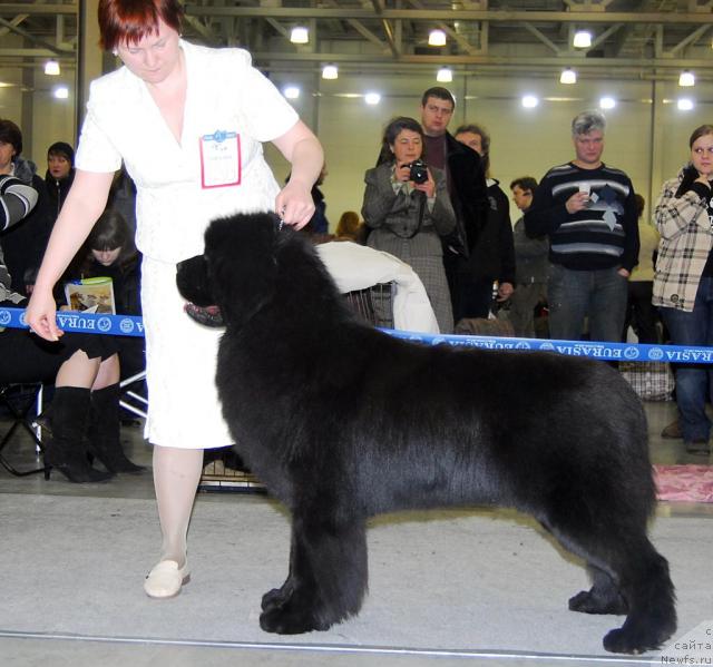 Фото: ньюфаундленд Vinces iz Medvejyego Yara Dlja Berega Dona (Винчес из Медвежьего Яра для Берега Дона)
