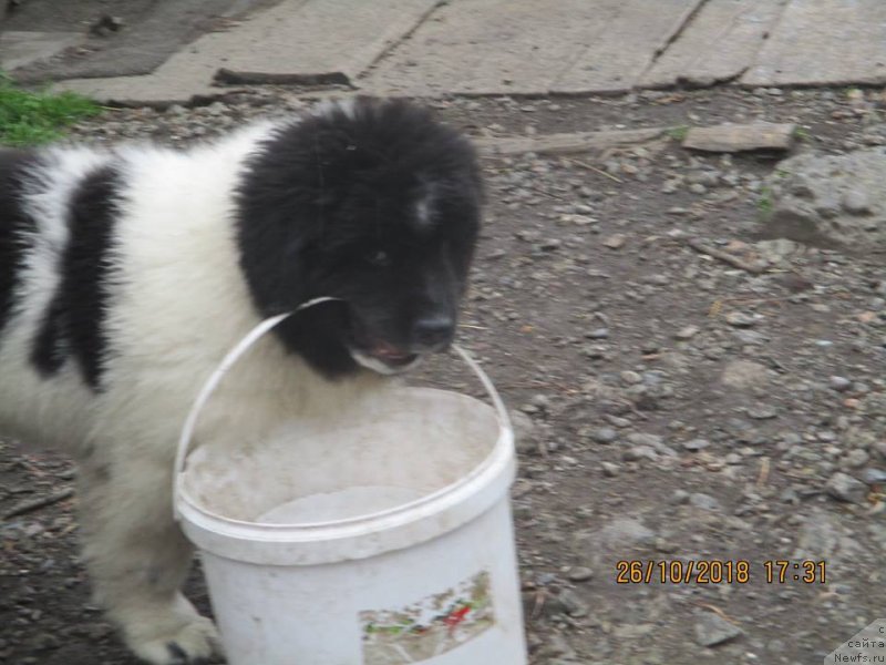 Фото: ньюфаундленд Obush Shed Kawai Panda (Обуш Шед Каваи Панда)