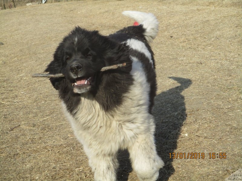 Фото: ньюфаундленд Obush Shed Kawai Panda (Обуш Шед Каваи Панда)
