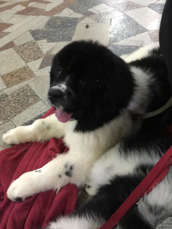 Фото: ньюфаундленд Obush Shed Kumadziro (Обуш Шед Кумаджиро)