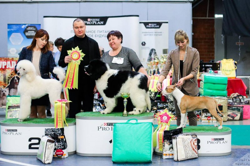 Фото: ньюфаундленд Obush Shed Kumadziro (Обуш Шед Кумаджиро)