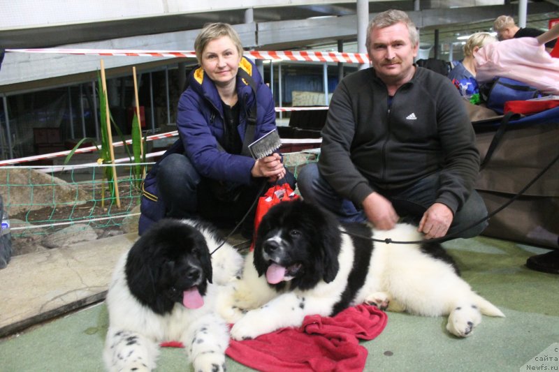 Фото: ньюфаундленд Obush Shed Kiseynaya Baryshnya (Обуш Шед Кисейная Барышня), ньюфаундленд Obush Shed Kumadziro (Обуш Шед Кумаджиро), Ol'ga Batina (Ольга Батина), Vladimir Nikolaev (Владимир Николаев)