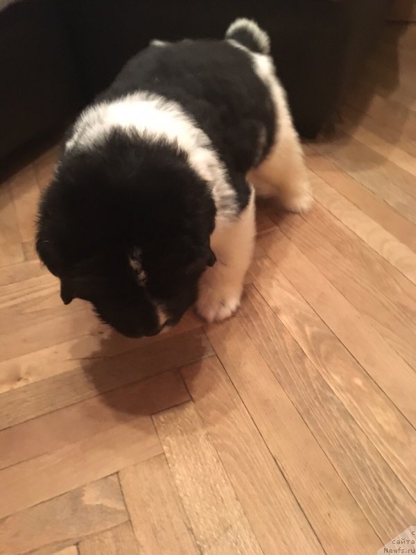 Фото: ньюфаундленд Amrita ot Karel'skih Medvedey (Амрита от Карельских Медведей)