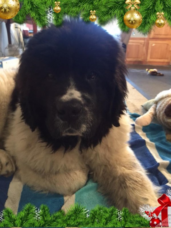 Фото: ньюфаундленд Obush Shed Kumadziro (Обуш Шед Кумаджиро)