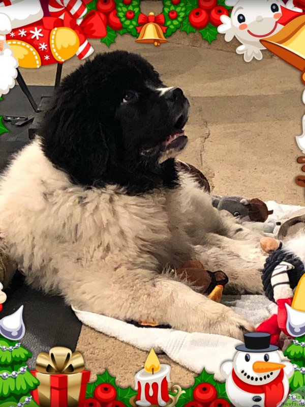 Фото: ньюфаундленд Obush Shed Kumadziro (Обуш Шед Кумаджиро)