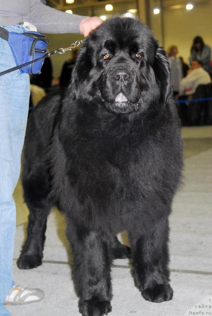 Фото: ньюфаундленд Gay New Space Prestizh (Гай Нью Спейс Престиж)