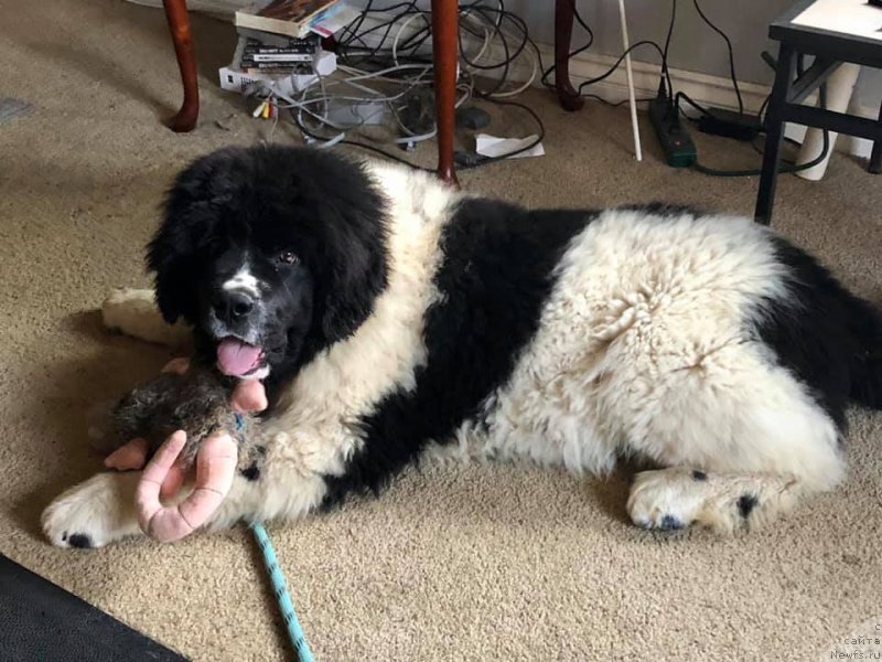 Фото: ньюфаундленд Obush Shed Kumadziro (Обуш Шед Кумаджиро)