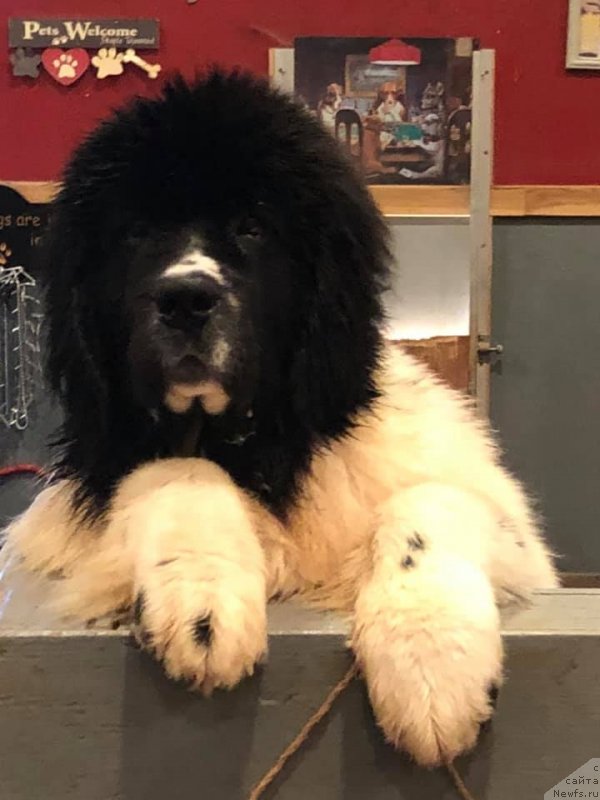 Фото: ньюфаундленд Obush Shed Kumadziro (Обуш Шед Кумаджиро)