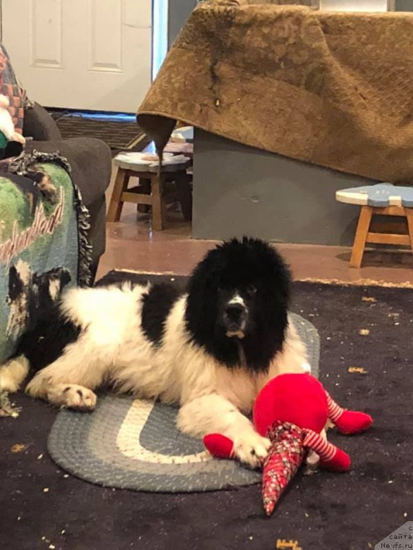 Фото: ньюфаундленд Obush Shed Kumadziro (Обуш Шед Кумаджиро)