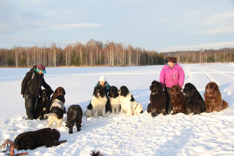 Фото: ньюфаундленд Obush Shed Love Me Tender (Обуш Шед Лав Ми Тендер), ньюфаундленд Obush Shed Kuroi Hoshi (Обуш Шед Курои Хоши), ньюфаундленд Obush Shed Kiseynaya Baryshnya (Обуш Шед Кисейная Барышня), Обуш Шед Ерофея, ньюфаундленд N'yufort Moya Prekrasnaya Ledi (Ньюфорт Моя Прекрасная Леди), Обуш Шед Женевьева, ньюфаундленд Bi Perfekt Volshebnaya Skazka (Би Перфект Волшебная Сказка), ньюфаундленд Mag Ispolin Moda Maksi (Маг Исполин Мода Макси), ньюфаундленд Obush Shed Destiny Shape (Обуш Шед Дестини Шейп), ньюфаундленд Obush Shed Ireland (Обуш Шед Ирелэнд), ньюфаундленд Obush Shed Deutschland (Обуш Шед Дойчленд), ньюфаундленд Obush Shed Yakutia (Обуш Шед Якутия)