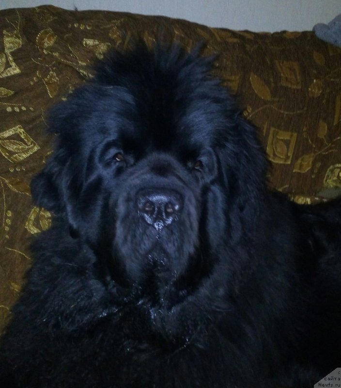 Фото: ньюфаундленд Darkflight Maryland (Даркфлайт Мэриленд)