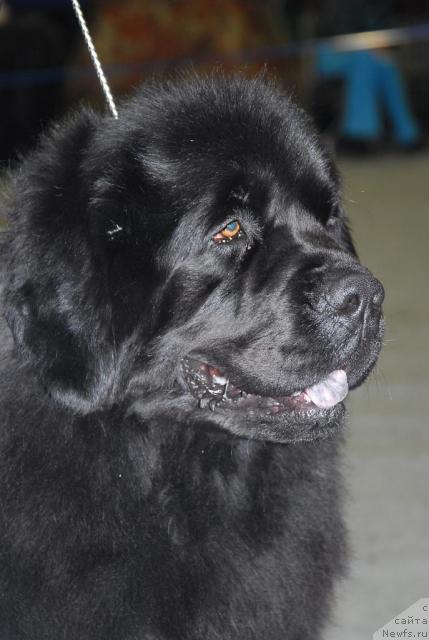 Фото: ньюфаундленд Gay New Space Prestizh (Гай Нью Спейс Престиж)