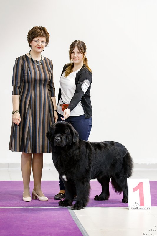 Фото: ньюфаундленд Terra Victoria Key to my Heart (Терра Виктория Кей ту Май Харт)