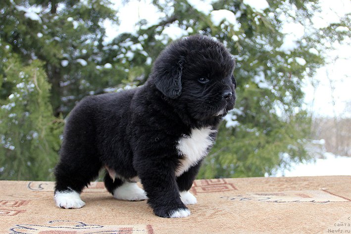 Фото: [f241192:big]