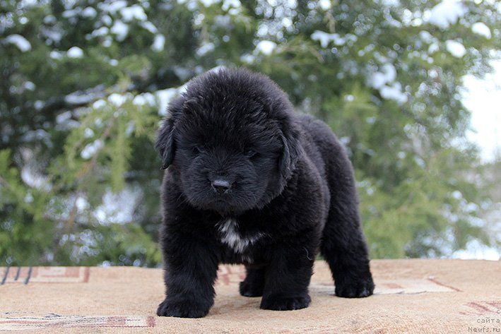 Фото: Фордевинд с Берега Дона