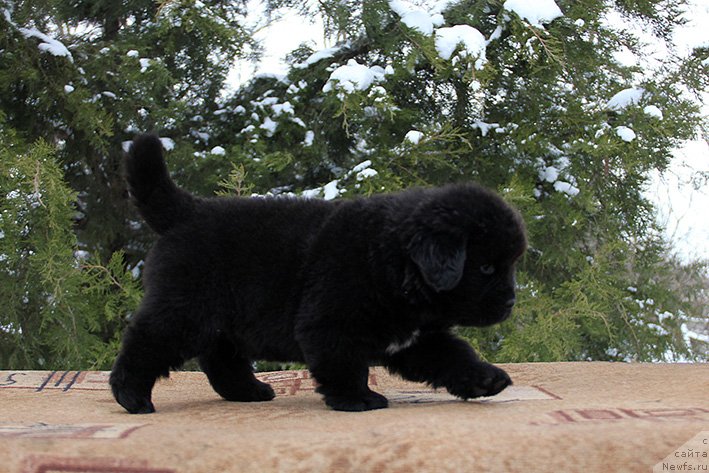 Фотография № 241195