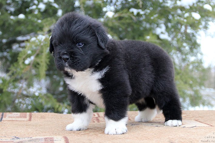 Фото: Ферлакур с Берега Дона